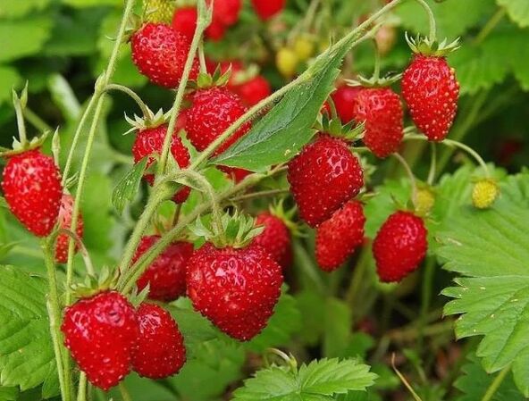 Marrubi fruituak