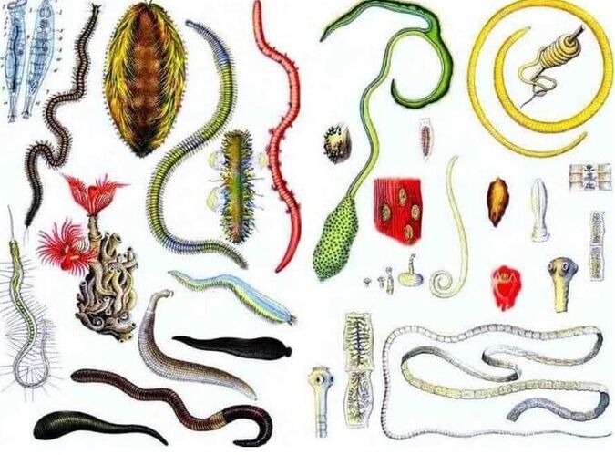 Parasito motak