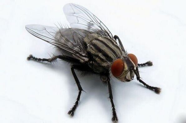 hegan giza parasitoen eramaile gisa