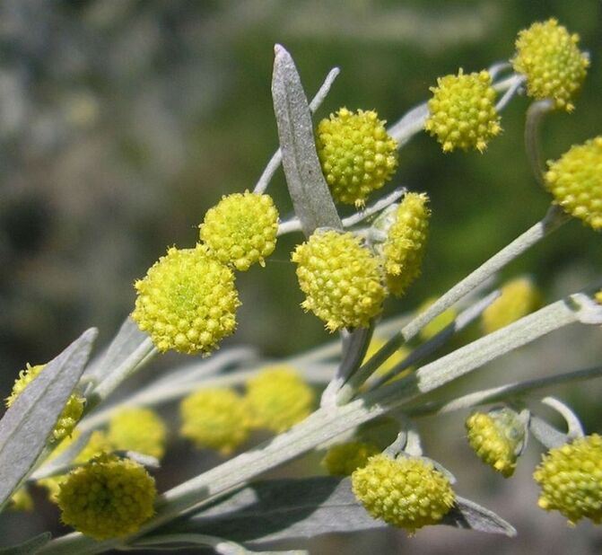 ajenjoa gorputzetik parasitoak kentzeko