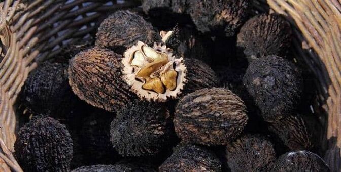 intxaur beltza gorputzeko parasitoak tratatzeko