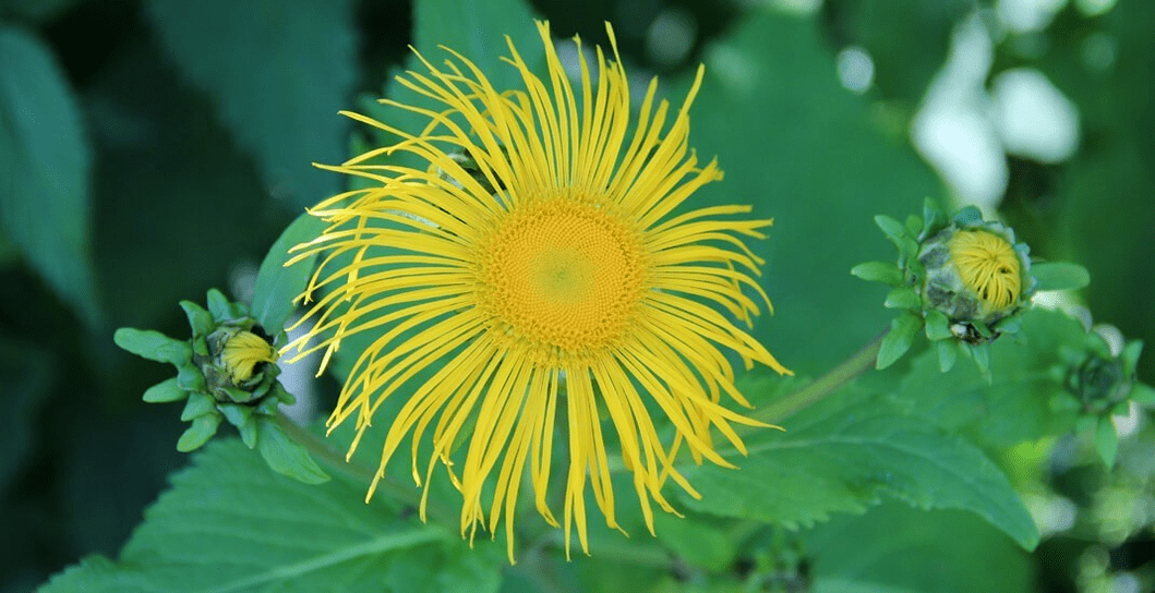 elecampane parasitoen aurkako borrokan