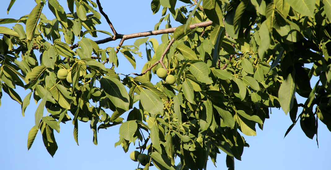 parasitoak intxaurrorretan bizi dira