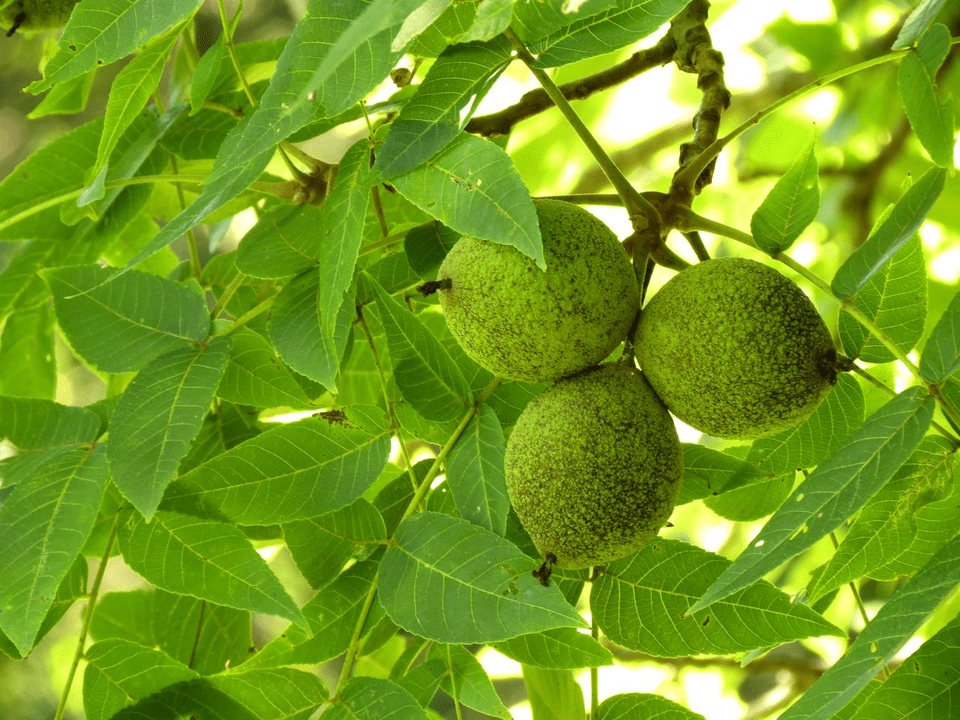 parasitoen aurkako borrokan intxaur beltza