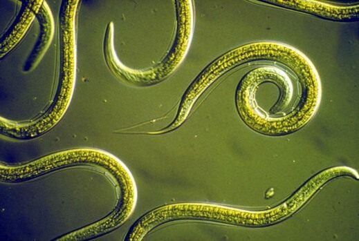 Giza heste meharrean bizi diren nematodo parasitoak